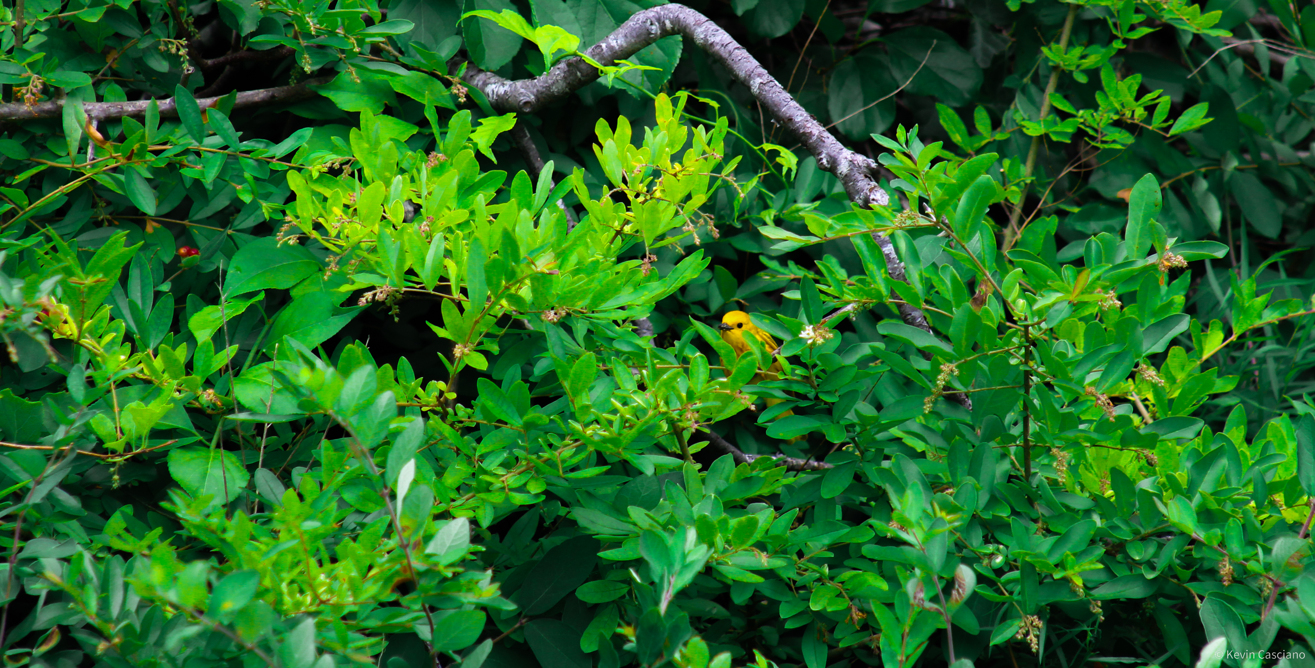 Urban Ecology photograph 1